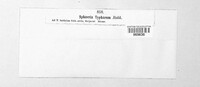 Typhicola typharum image